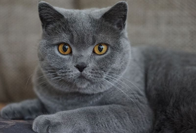 Chartreux: Road Trip Champions