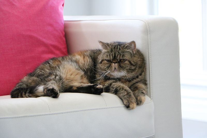 Exotic Shorthair Snooze-Masters: Low-Maintenance Persians