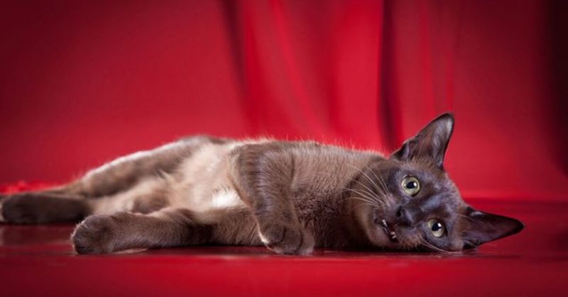 Tonkinese: The Mood-Matching Companion