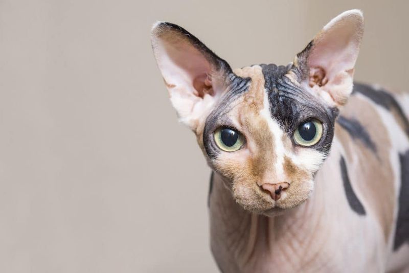 Sphynx: Naked Appeal Beyond The Fur