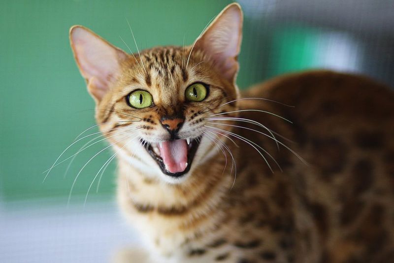Bengal - The Wild Troublemaker