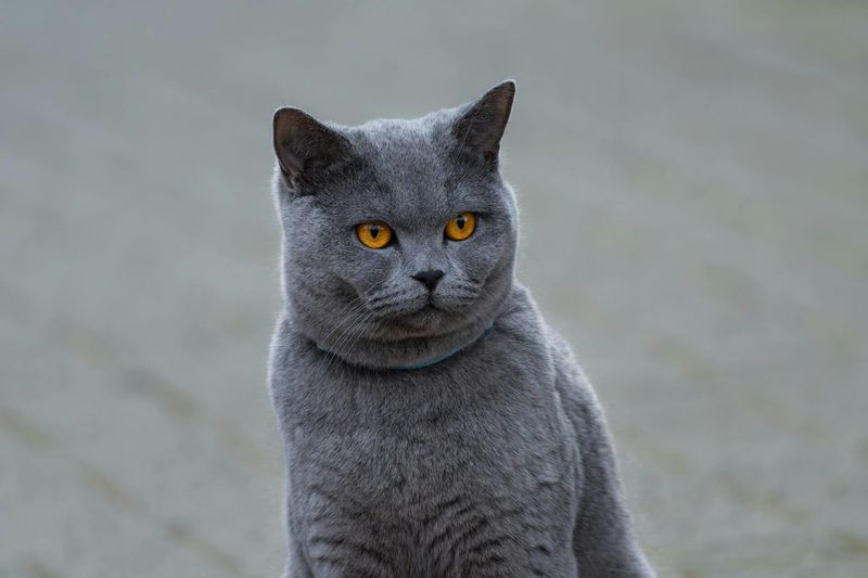 British Shorthair: The Teddy Bear With Boundaries