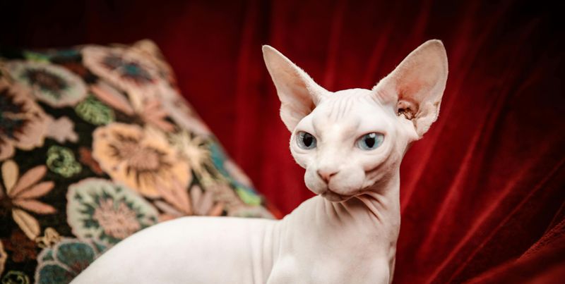 Sphynx - The Cozy Seeker