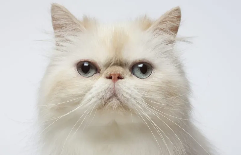 Persian