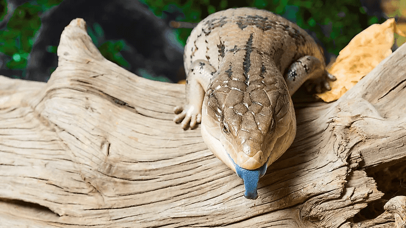 Blue Tongue Skink