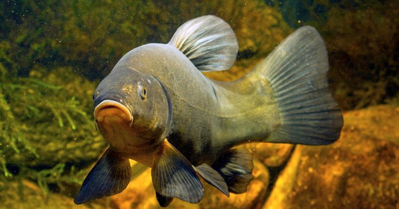 Tench