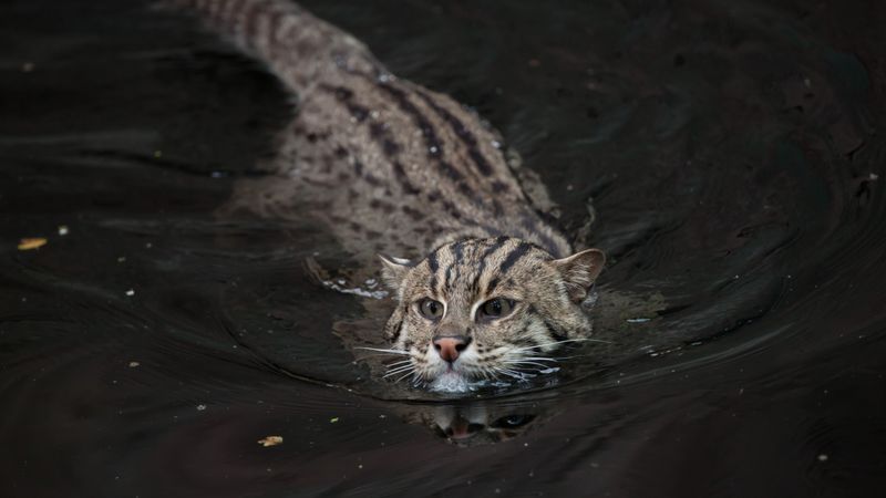 Fishing Cat