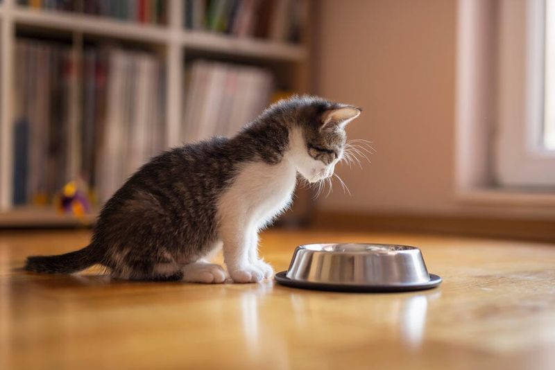 Soy: A Common Cat Digestive Issue