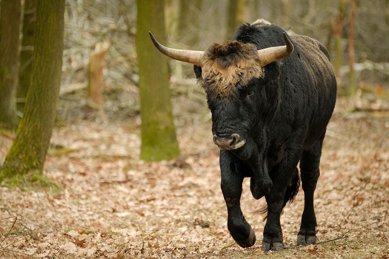 Aurochs