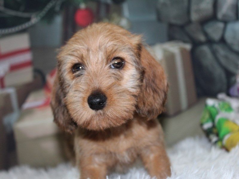 Wheaten