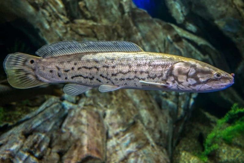 Bowfin: The Living Fossil Fighting Back