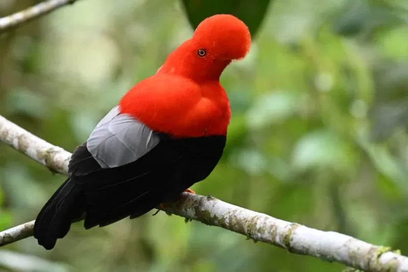 Ecotourism Celebrities