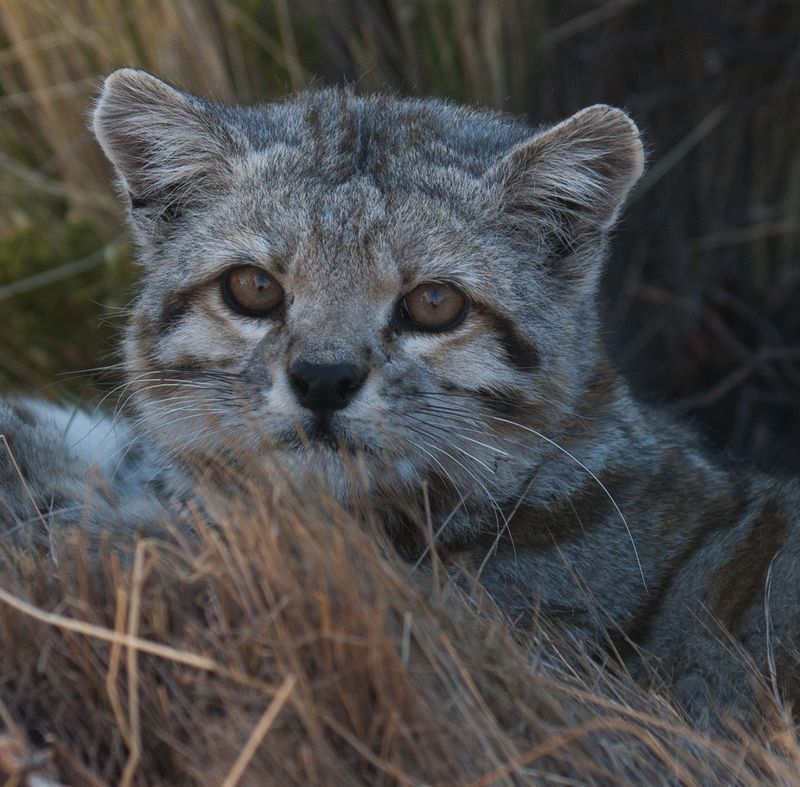 Fewer Than 2,500 Remain In The Wild