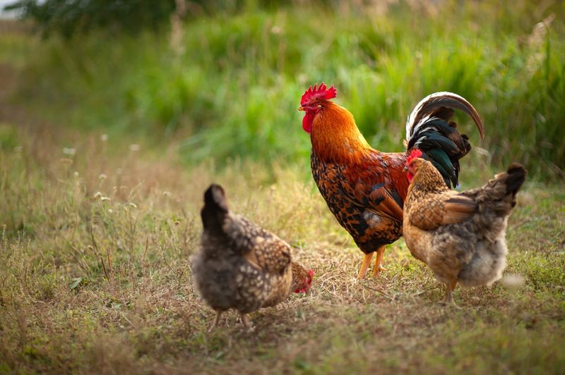 Protective Instincts: Flock Dynamics