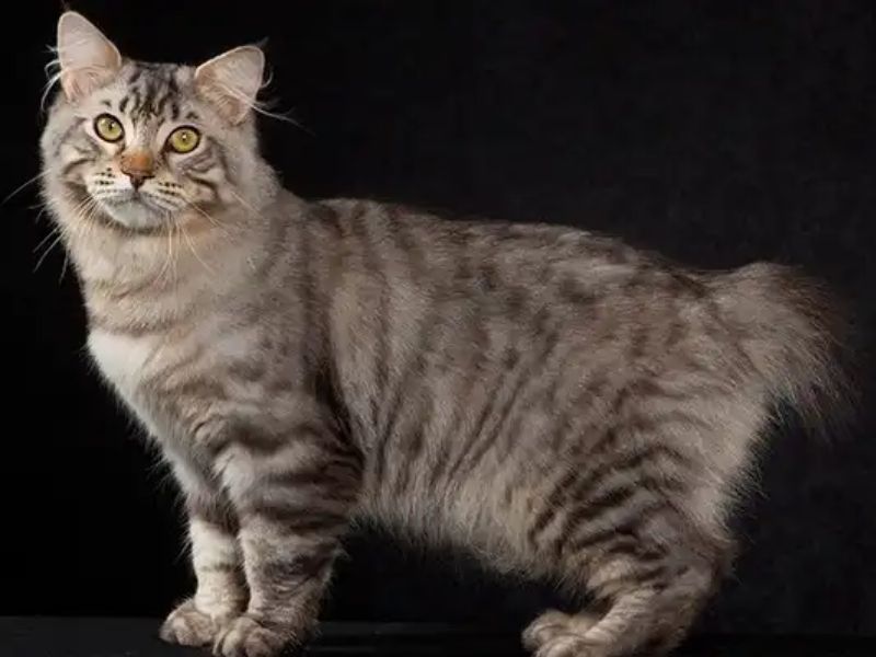 American Bobtail