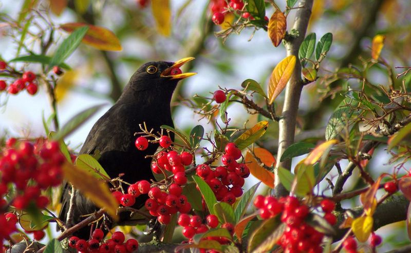 Seasonal Food Feast