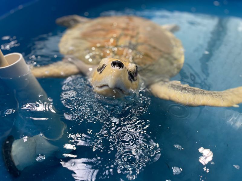 Volunteer At Turtle Rescue Centers
