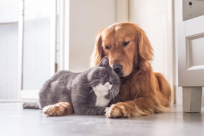 Positive Experiences With Other Animals