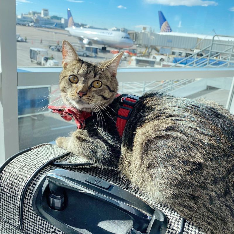 Comfort For Your Cat