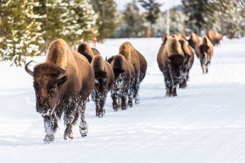 Bison: America's Thundering Migrants