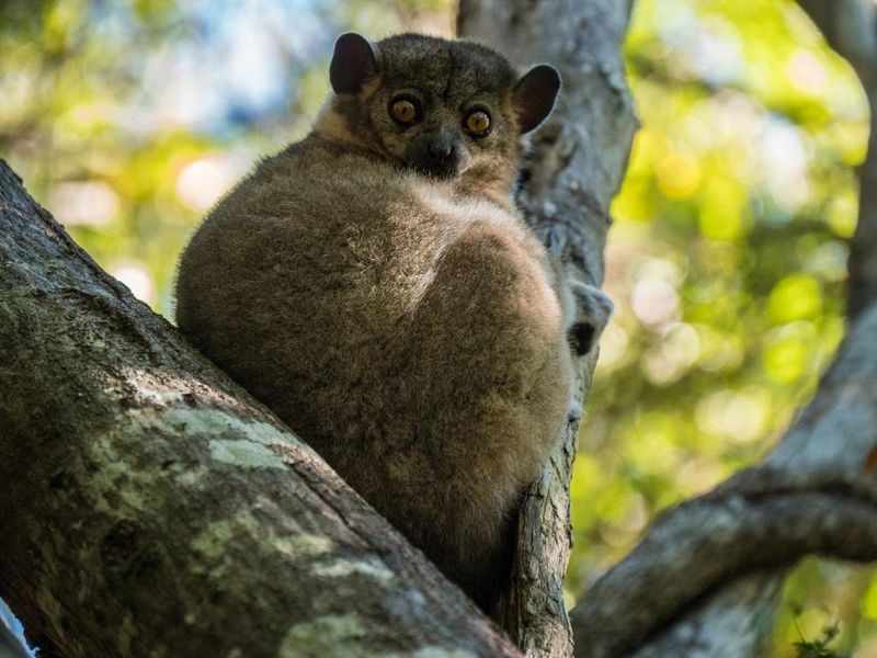 Northern Sportive Lemur