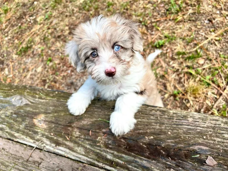 Aussiedoodle (Mini) – The Energizer Bunny