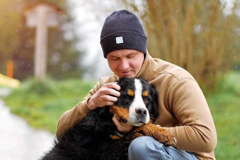 Bernese Mountain Dog