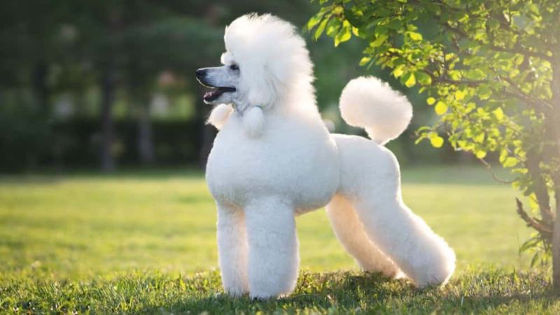 Poodle (Standard)