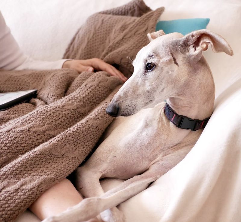 Greyhound