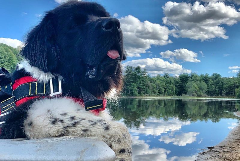 Newfoundland