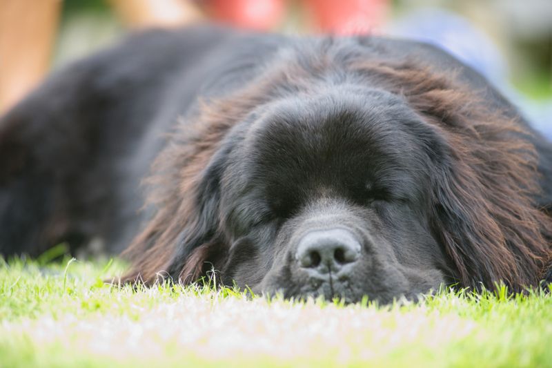 Newfoundland: Dreamland Dwellers