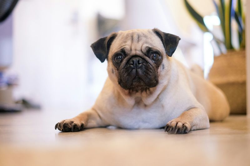 Pug - Unflappable Clowns