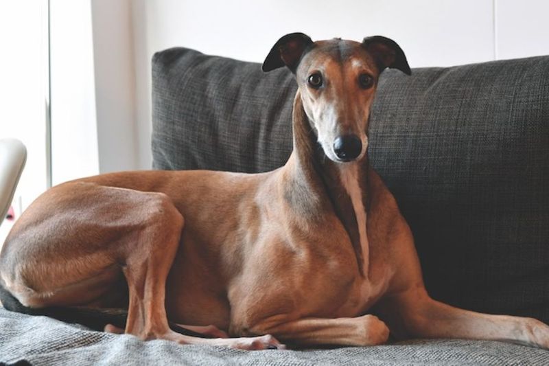Greyhound: The Sensitive Soul In A Speedy Package