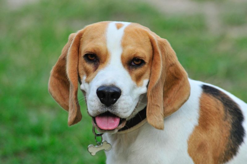Beagle: The Pocket-Sized Adventure Buddy