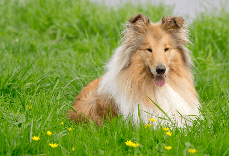Collie: Lassie's Quiet Wisdom