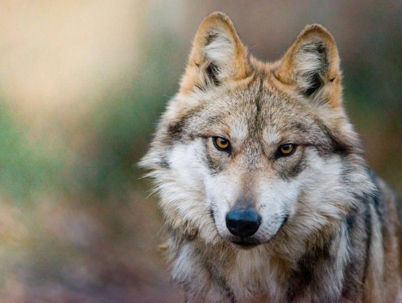 Mexican Wolf
