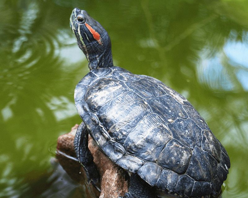 Oxygen-Optimizing Miracles: Red-Eared Sliders