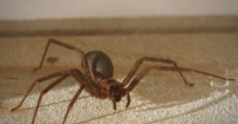 Brown Recluse Spider