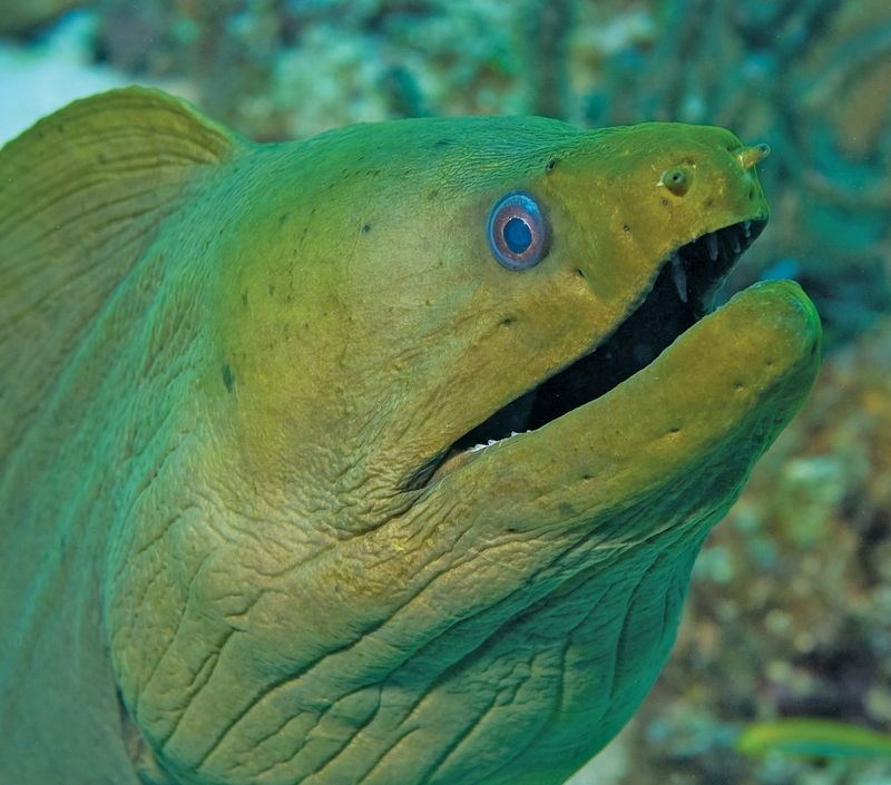 Moray Eel: Looks Scarier Than It Is