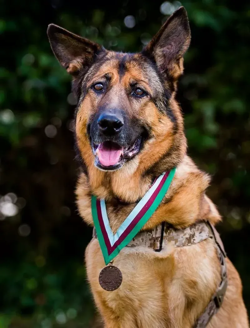 Lucca: Bomb-Sniffing Marine Dog