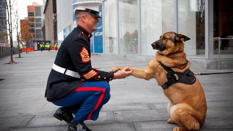 Lucca: The Bomb-Sniffing Marine With No Losses