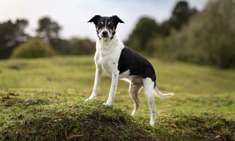 Rat Terrier: Vermin Elimination Experts