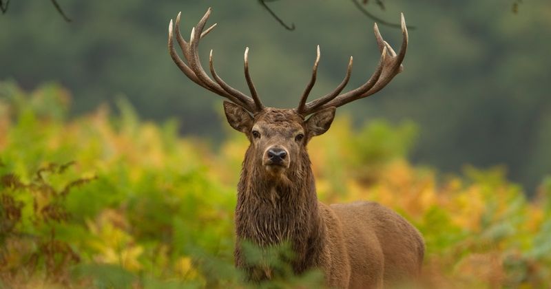 Red Deer