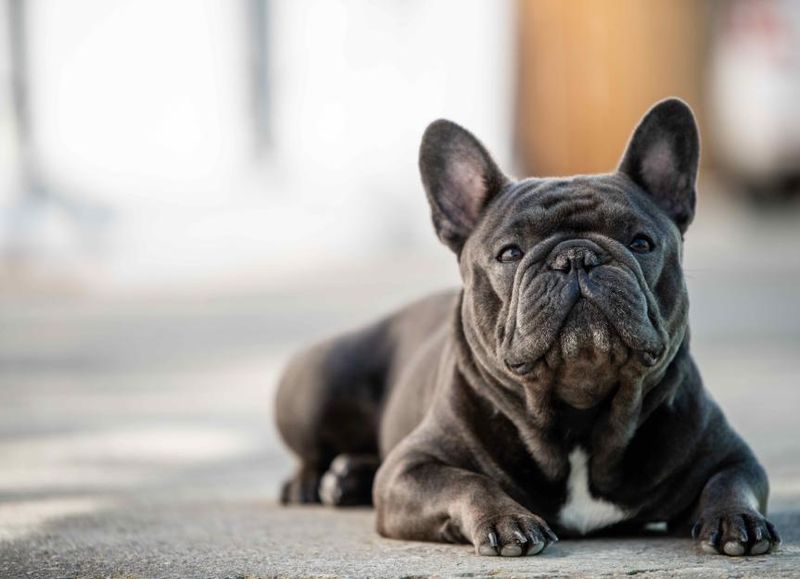French Bulldog's Medical Bills