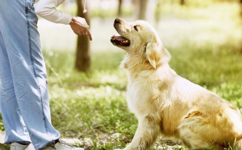 Golden Retriever: Silky Sunshine