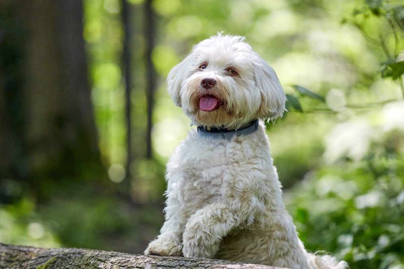 Havanese: The Velcro Lap Companion