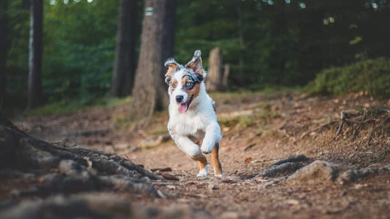Australian Shepherd: The Energy Enthusiast