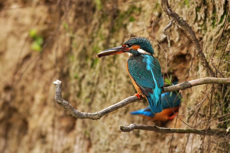 Kingfisher