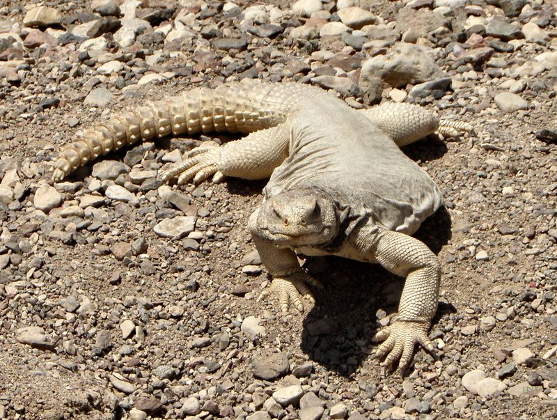 Masters Of Thirst: Uromastyx Lizards