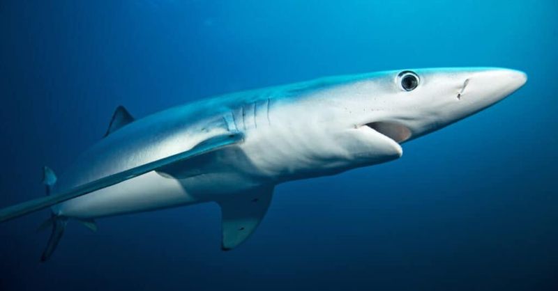 Blue Shark: The Long-Distance Hunter